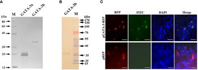 GATA-3 in Atlantic salmon (Salmo salar): Tissue distribution and its regulation of IL-4/13a promoter